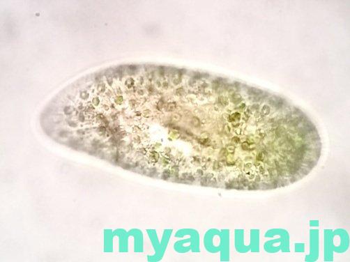 ミドリゾウリムシParamecium bursaria