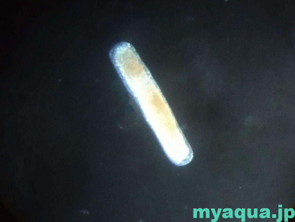 マミズクラゲのフラスチュール