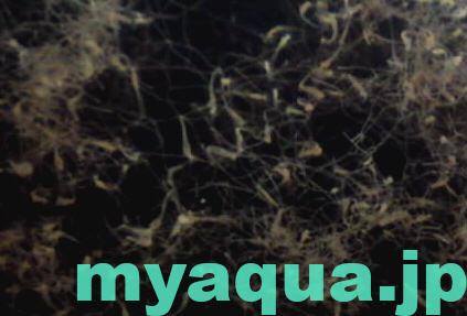 エイレネクラゲのポリプ